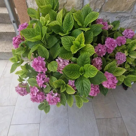 Apartment Ante 1 Hvar Town